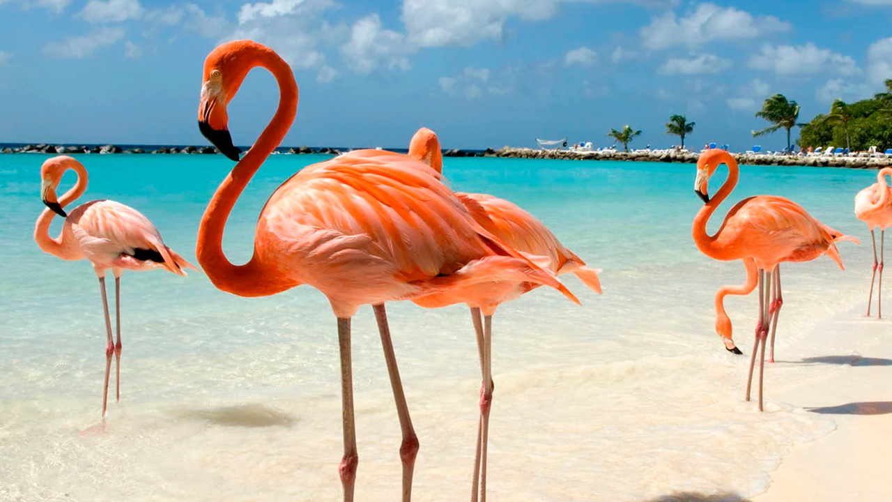 Aruba
